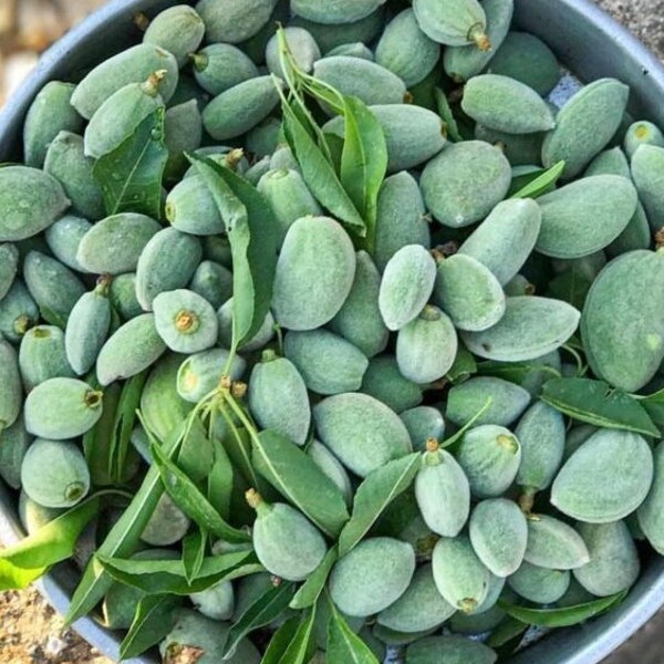 Almendras verdes frescas, almendras verdes, almendras crudas frescas, frutas frescas, frutas de primavera, veganas, frutas de la rama de un árbol, son el sabor súper estacional