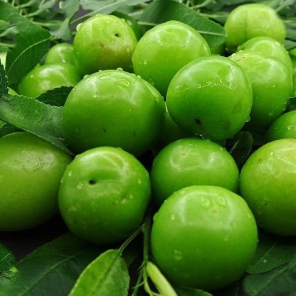 Green Plum, Fresh Green Plum, Natural Green Plum, Erik, Spring Fruit, Organic Green Plum, Sour Plum