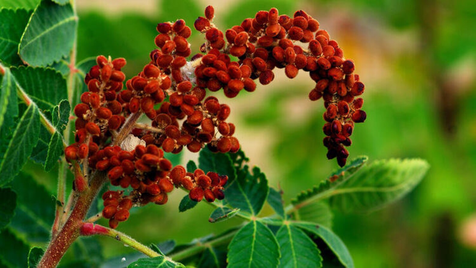 Sumac Organic Sumac Spice Ground Sumac Organic Authentic Etsy