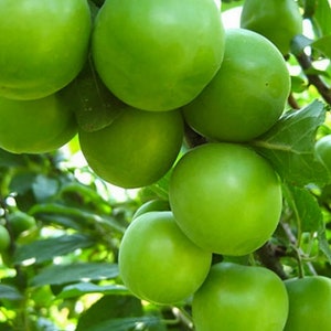 Groene Pruim, Yesil Erik, Janerik, Zure Groene Pruimen, Vers Fruit, Pruimenbomen, Green Gage, Verse Pruim, Verse Pruimen afbeelding 4