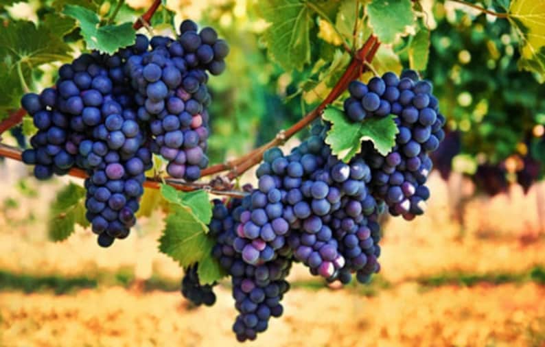 Raisins Black Raisins Grape 1.1lb 500g Etsy