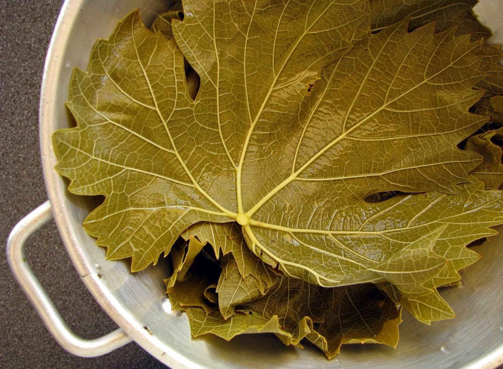 Pickled Leaves Grape Leaf Vine Leaf Wrap Leaf 1.1lb 500g Etsy
