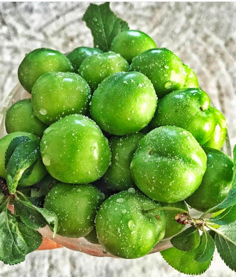 Green Plum Fresh Green Plum Natural Green Plum Erik Spring Etsy