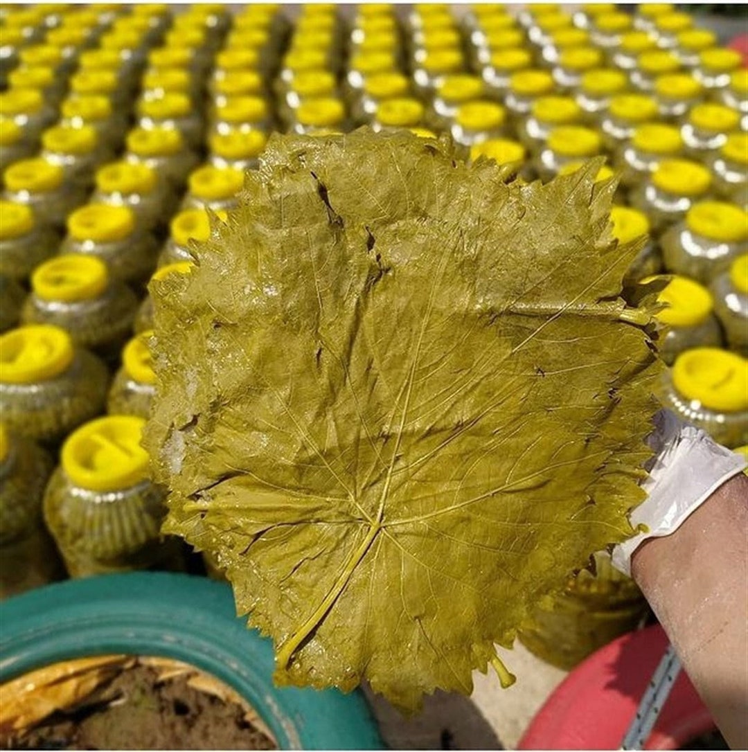 Pickled Grape Leaves Turkish Food Grape Leaf Vine Leaf Etsy