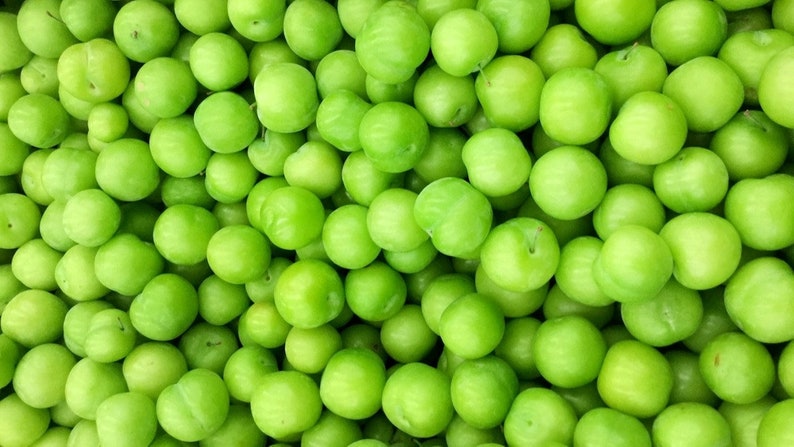 Groene Pruim, Yesil Erik, Janerik, Zure Groene Pruimen, Vers Fruit, Pruimenbomen, Green Gage, Verse Pruim, Verse Pruimen afbeelding 7