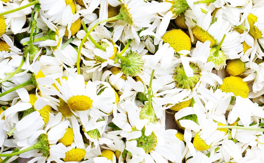Chamomile Seeds the Best Sleep Remedy Etsy