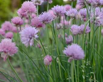 Common Chives Seeds NON GMO