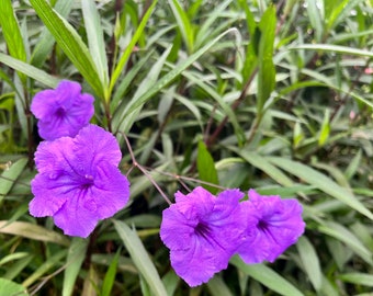 3 Mexican Petunia Live Rooted Plants - Perfect Gift -  Purple + Attracts Pollinators + Attracts :)