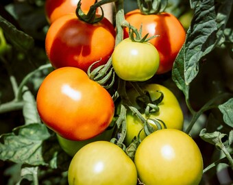 Patio Tomato 3 Seedlings for PATIOS and CONTAINERS