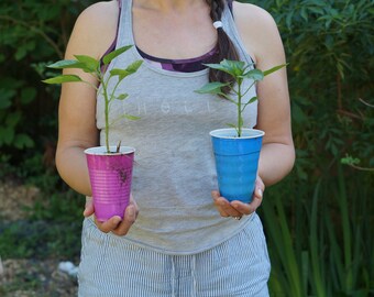 FOUR Super Sweet Bell Pepper Plants with Nice Roots - Non-GMO - Bell Peppers all Fall and Winter