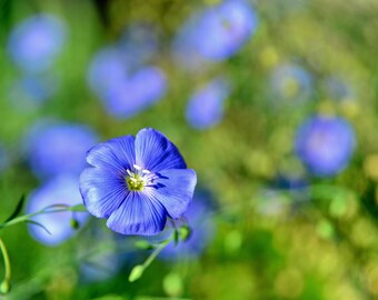Blue Flax Seeds 777 Seeds - Linum Perrene