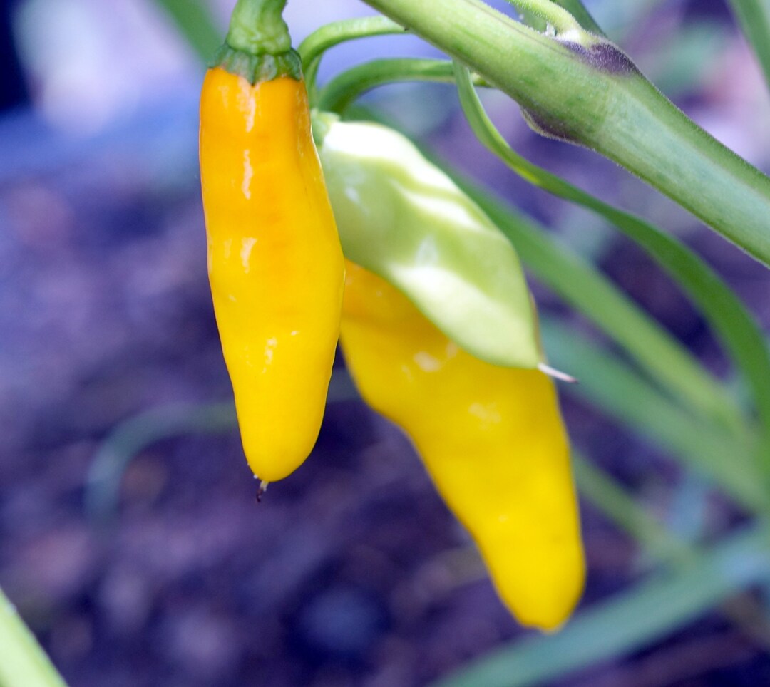 35 Datil Pepper Seeds Real Heirloom From the 1700s Grown in Saint Augustine, Florida Etsy