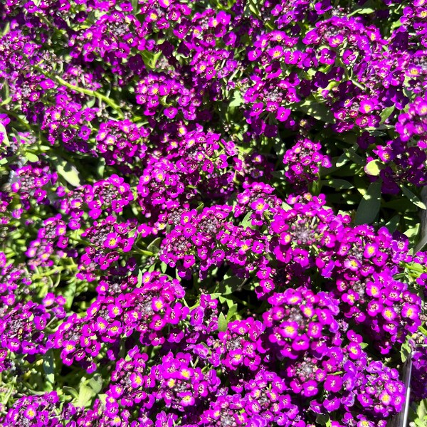 Purple Alyssum 3 Live Plants