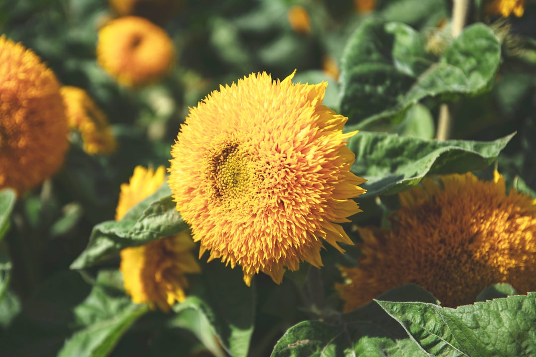 Dwarf Fuzzy Sunflower 55 Seeds Etsy