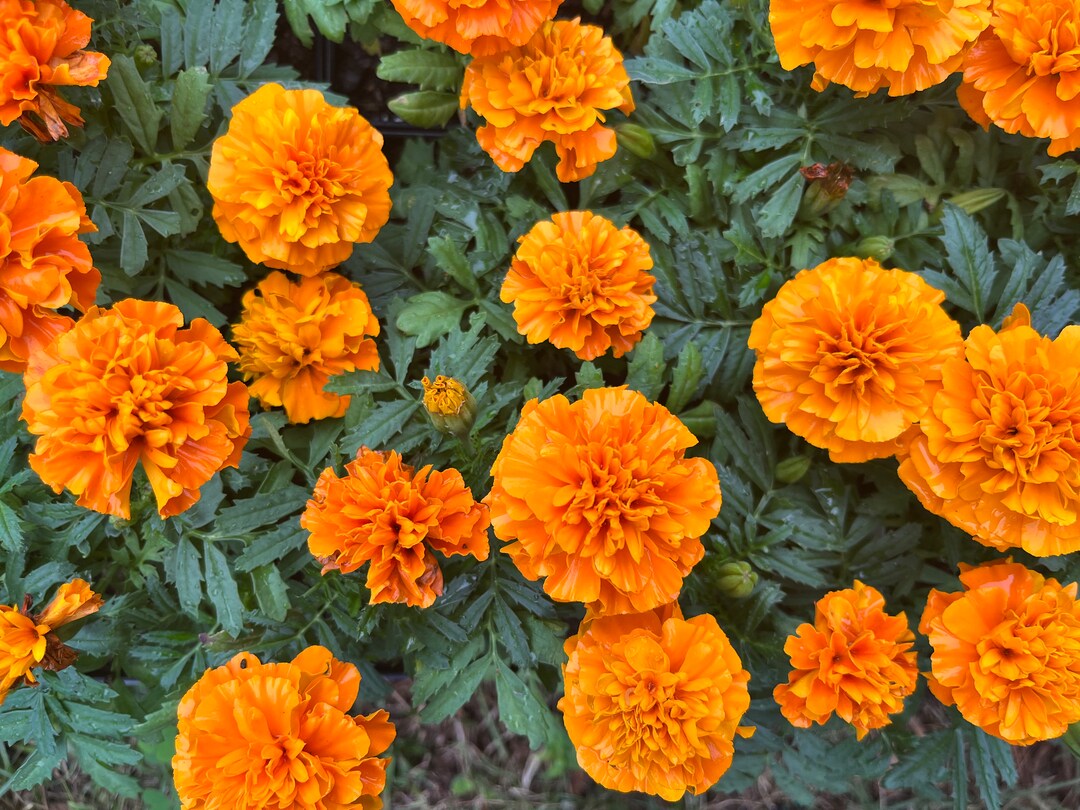 5 Marigold Plants FREE Shipping Etsy