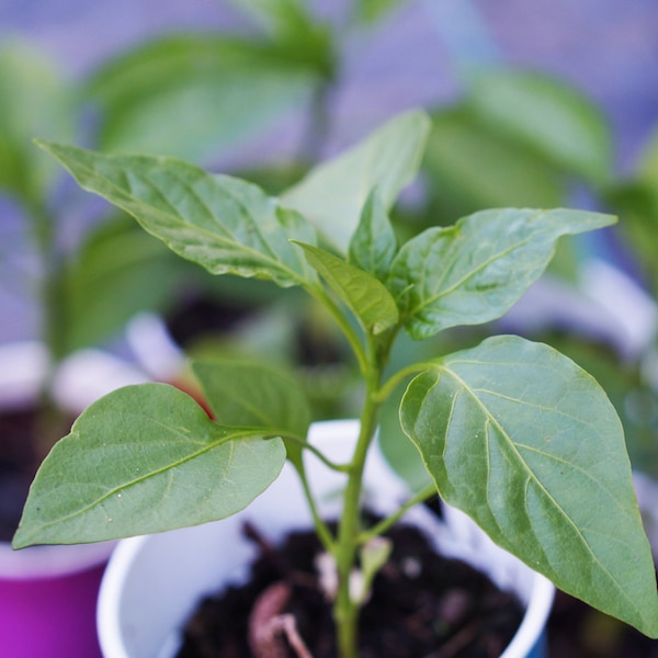Pimento Pepper Plant Etsy