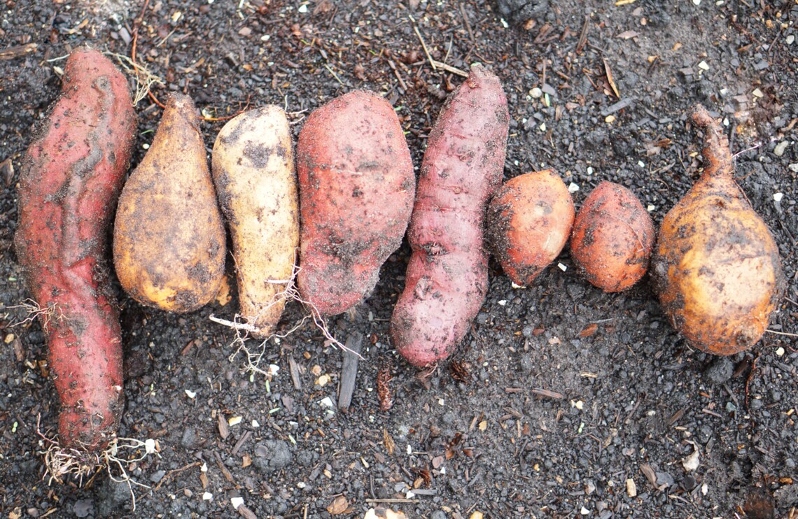 20 Mixed Variety Sweet Potato Slips Highly Unsual and some Etsy