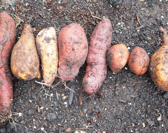 10 Mixed Variety Sweet Potato Slips - Highly Unsual and some Rare!  Roots not Vines to Jumpstarts your Growing - Cheapest and High Quality