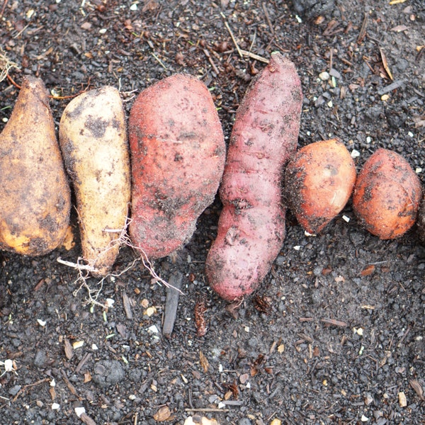 10 Mixed Variety Sweet Potato Slips - Highly Unsual and some Rare!  Roots not Vines to Jumpstarts your Growing - Cheapest and High Quality