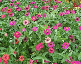 5K Giant Zinnias - Stunning Color Mix