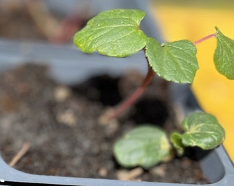 12 Okra Seedlings - Easy to Grow - Will Produce Until Thanksgiving