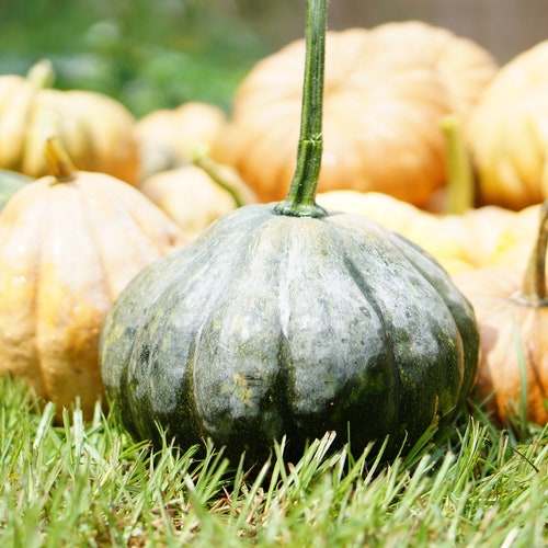 Seminole Pumpkin Seeds 12 Seeds Etsy