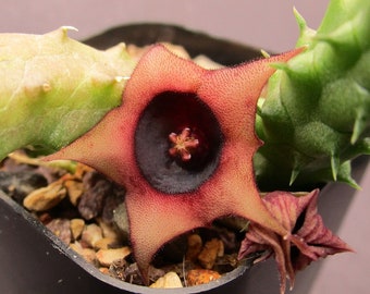 Huernia schniederiana hybrid - single stem cutting