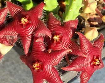 Stapelia scitula - multiple-stem cutting or multistem rooted plant