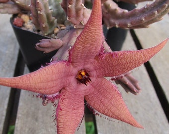 Stapelia schnizii var angolensis - multiple-stem cutting or rooted plant