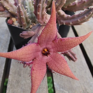 May include: A pink, star-shaped flower with five points blooms from a succulent plant with spiky, green stems. The plant is potted in a black plastic pot.