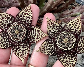 Orbea variegata (starfish plant, carrion flower, toad plant) - One stem cutting rooted or unrooted