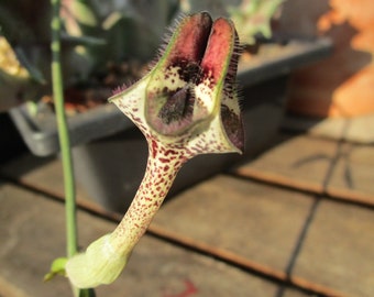 FOR THE COLLECTOR Rare Ceropegia nilotica - small rooted plant