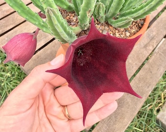 Stapelia leendertziae (black bells) - one stem cutting or rooted plant