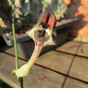 FOR THE COLLECTOR Rare Ceropegia nilotica small rooted plant image 1