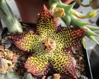 nairobiensis VERY RARE 1st time no stapelia 1 TALEA Huernia keniensis var nairobiensis VERY RARE 1st time no stapelia 1 TALEA Huernia keniensis var
