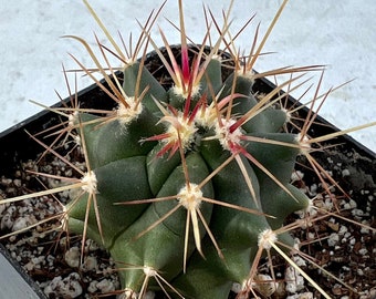 Fishhook Barrel Cactus (Ferocactus wislizeni)