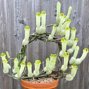 RARE Ceropegia Ampliata (Bushman’s Pipe) - one stem cutting rooted or unrooted or established plant