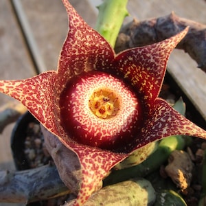 Orbea hardyi - One stem cutting rooted or unrooted