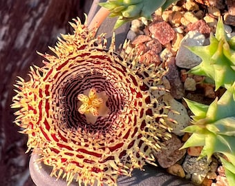 Huernia hystrix var hystrix - single stem cutting