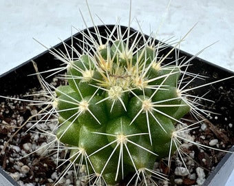 Mother-in-law’s cushion / Golden Barrel Cactus (Echinocactus grusonii)