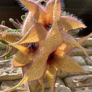 Stapelia gigantea (Zulu giant, carrion flower) - one stem cutting or rooted plant