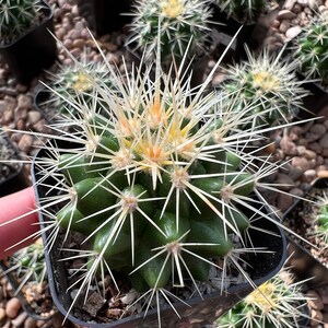 Mother-in-law’s cushion / Golden Barrel Cactus (Echinocactus grusonii)