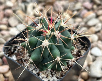 Fish Hook Cactus Starter Plant Mammilaria - Etsy