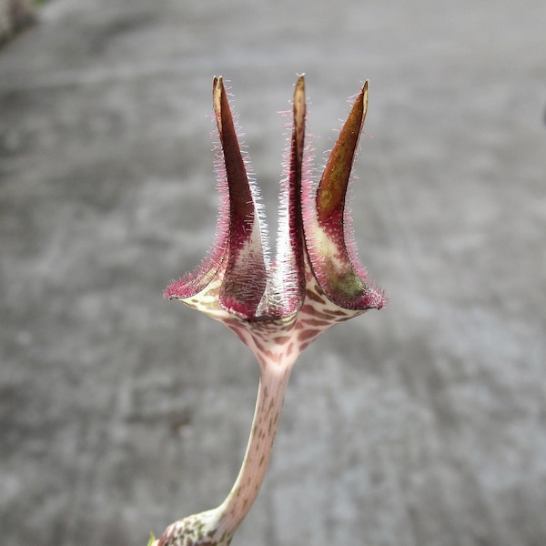 RARE Ceropegia stapeliiformis subsp serpentina (Snake Creeper) - one stem cutting rooted or unrooted