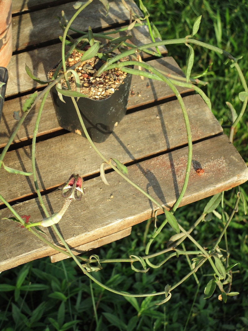 FOR THE COLLECTOR Rare Ceropegia nilotica small rooted plant image 3