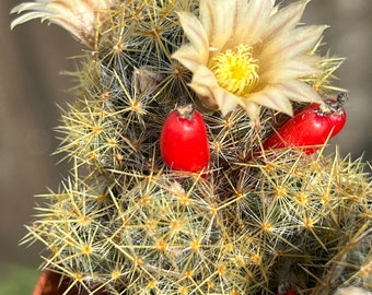 THREE TYPES | Mammillaria prolifera (Texas nipple cactus, Firecracker cactus)