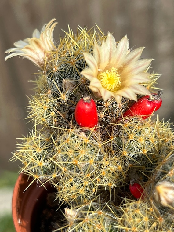 THREE TYPES | Mammillaria Prolifera (texas Nipple Cactus, Firecracker  Cactus) - Etsy
