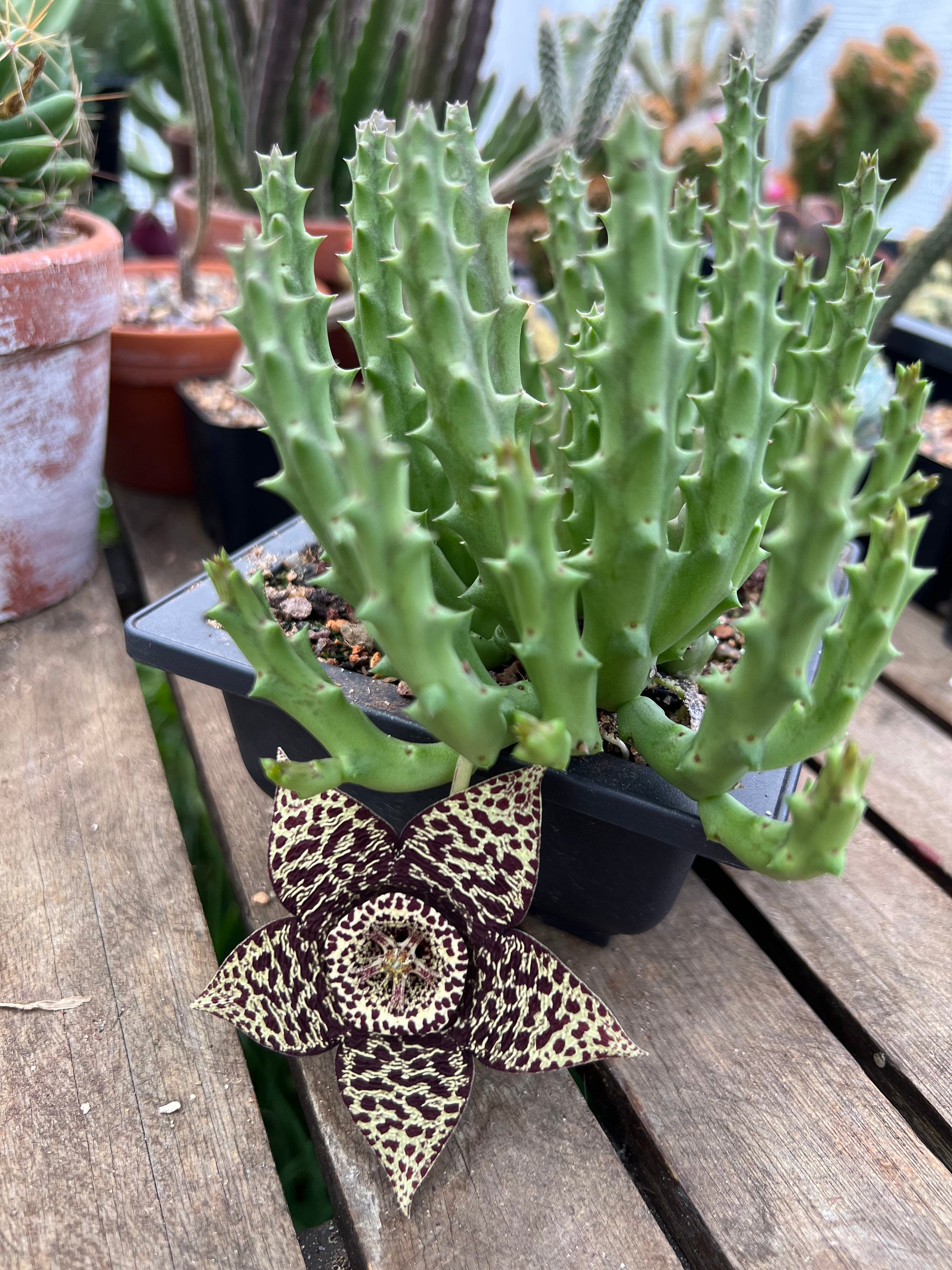 Orbea Variegata (starfish Plant, Carrion Flower, Toad Plant) - One Stem  Cutting Rooted or Unrooted - Etsy