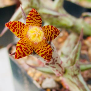 Orbea schweinfurthii, flower smells like ripe fruit Single stem unrooted cutting or multistem rooted plant image 1