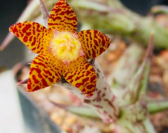 Orbea schweinfurthii, flower smells like ripe fruit! Single stem unrooted cutting or multistem rooted plant